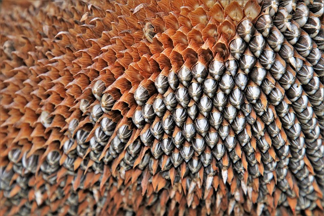 Chcete byť BIO? Skúste osivá od firmy Vilmorin Garden